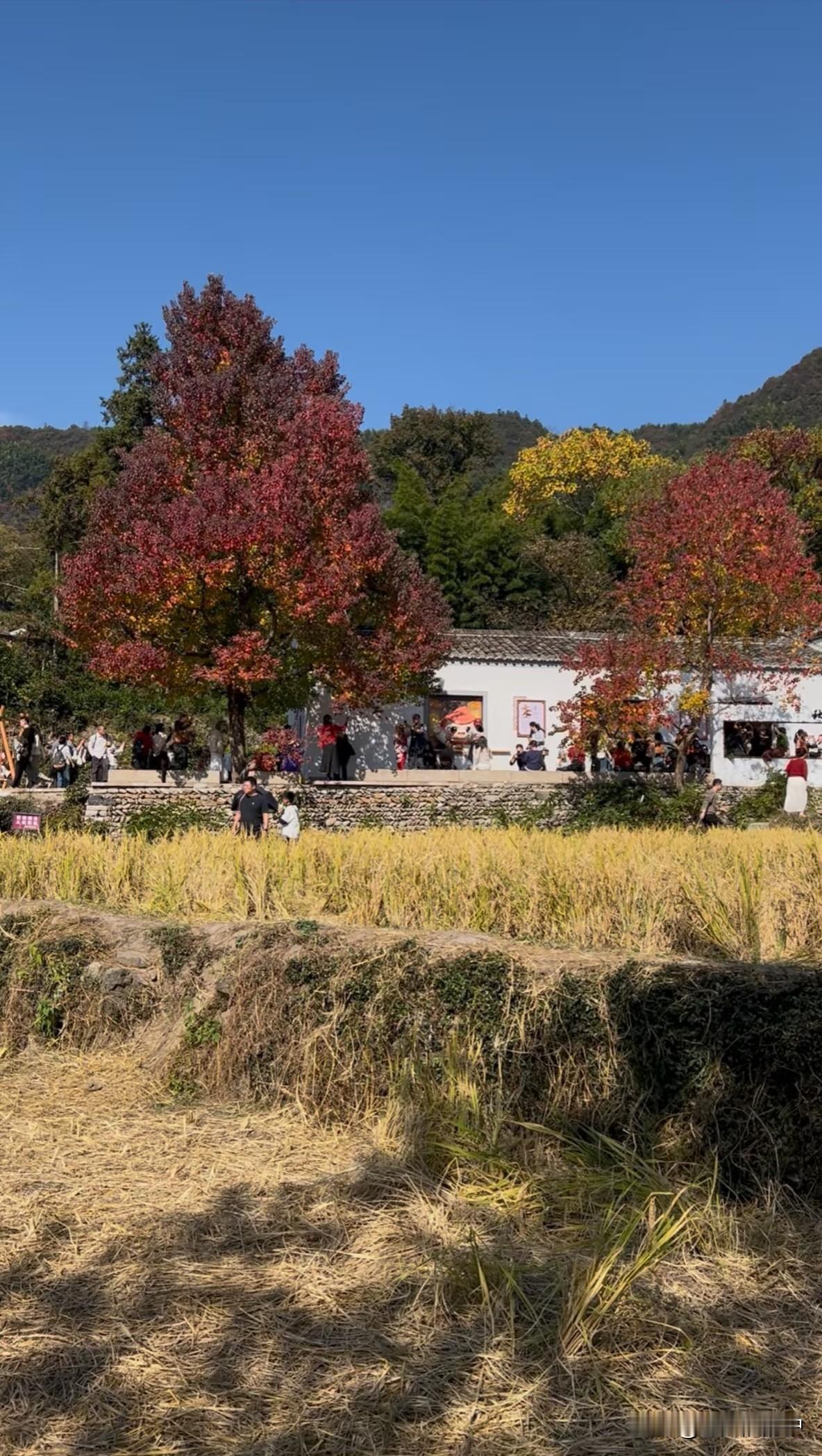 黄山周边行，我是真的不吐不快——全程下来，除了黄山景区本身没话说，周边各村的操作