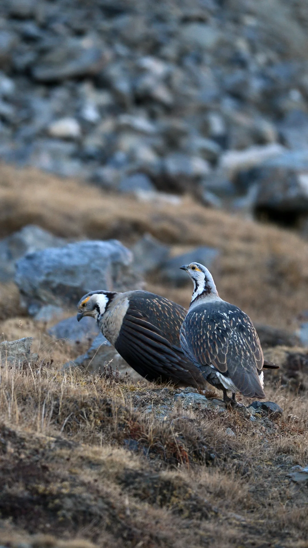 雪山上的暗腹雪鸡，我拍上了…