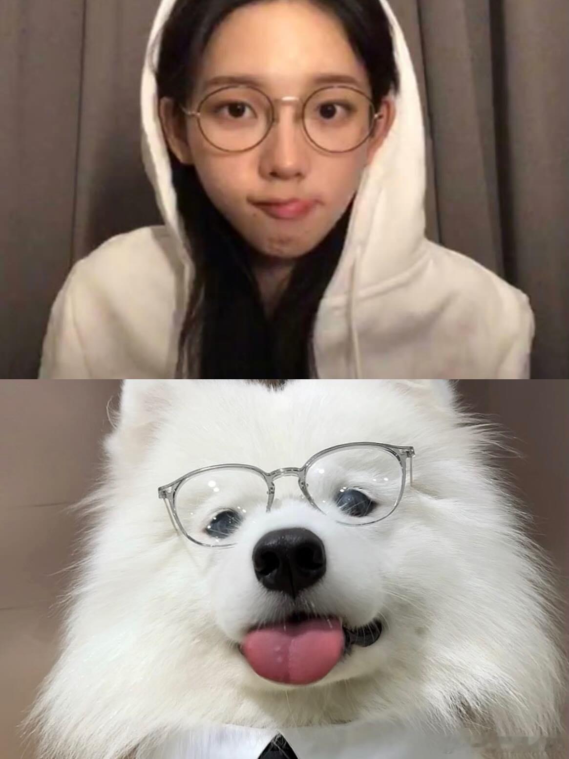 不要欺负我狗呀