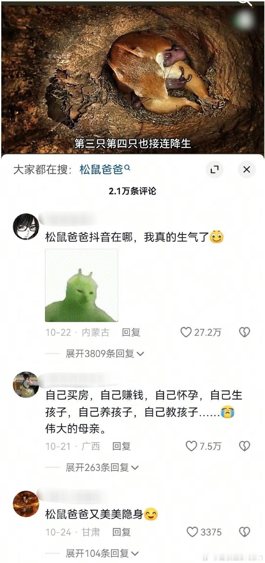 松鼠🐿️来了也得挨一拳....​​​