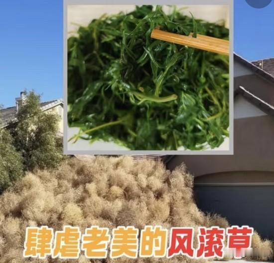 “1刮就疯跑、1燃就起火”‼️美国怕极的风滚草这边1口就搞定风滚草肆虐美国，成