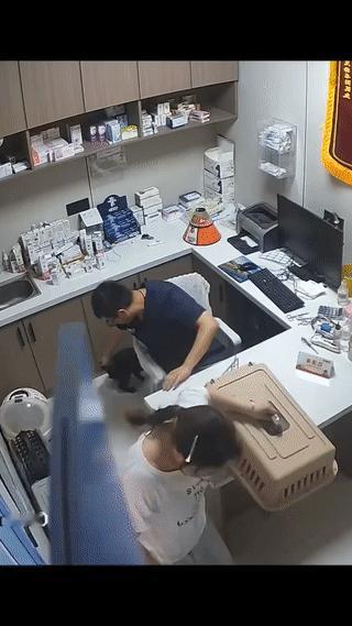 女子带着她养的一只小黑猫来宠物诊所看病。结果她刚把小猫从箱子里放出来，小黑猫就