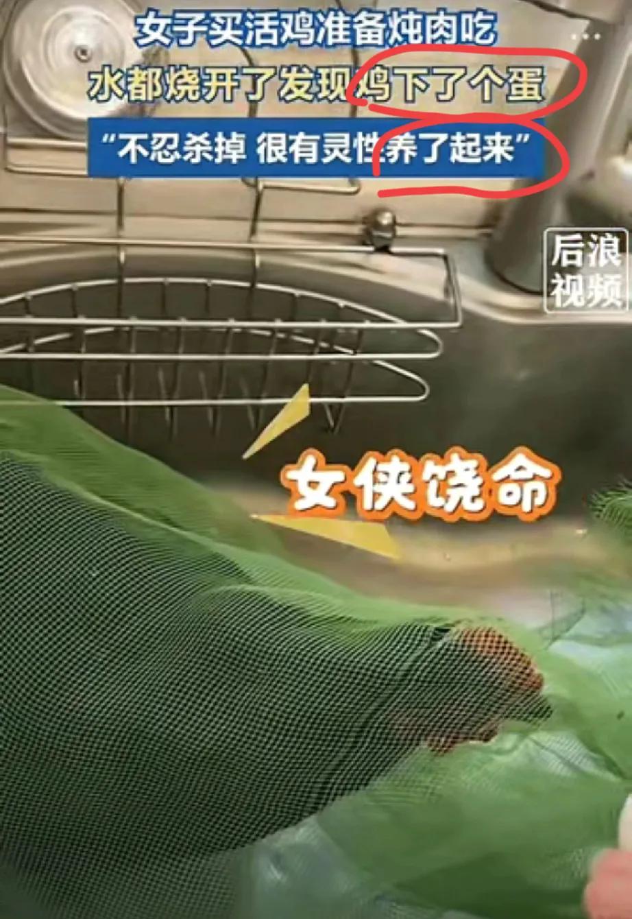 一只差点被下锅的鸡，靠一个蛋逆天改命，这操作简直比电视剧还精彩！江西鹰潭这