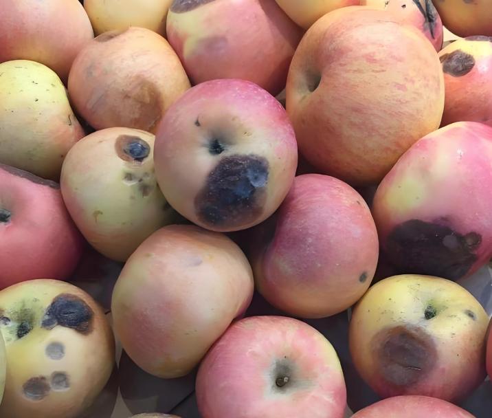 烂掉的水果，没烂那部分还能吃吗？真相让你大吃一惊！在我们的日常生活中，水果几