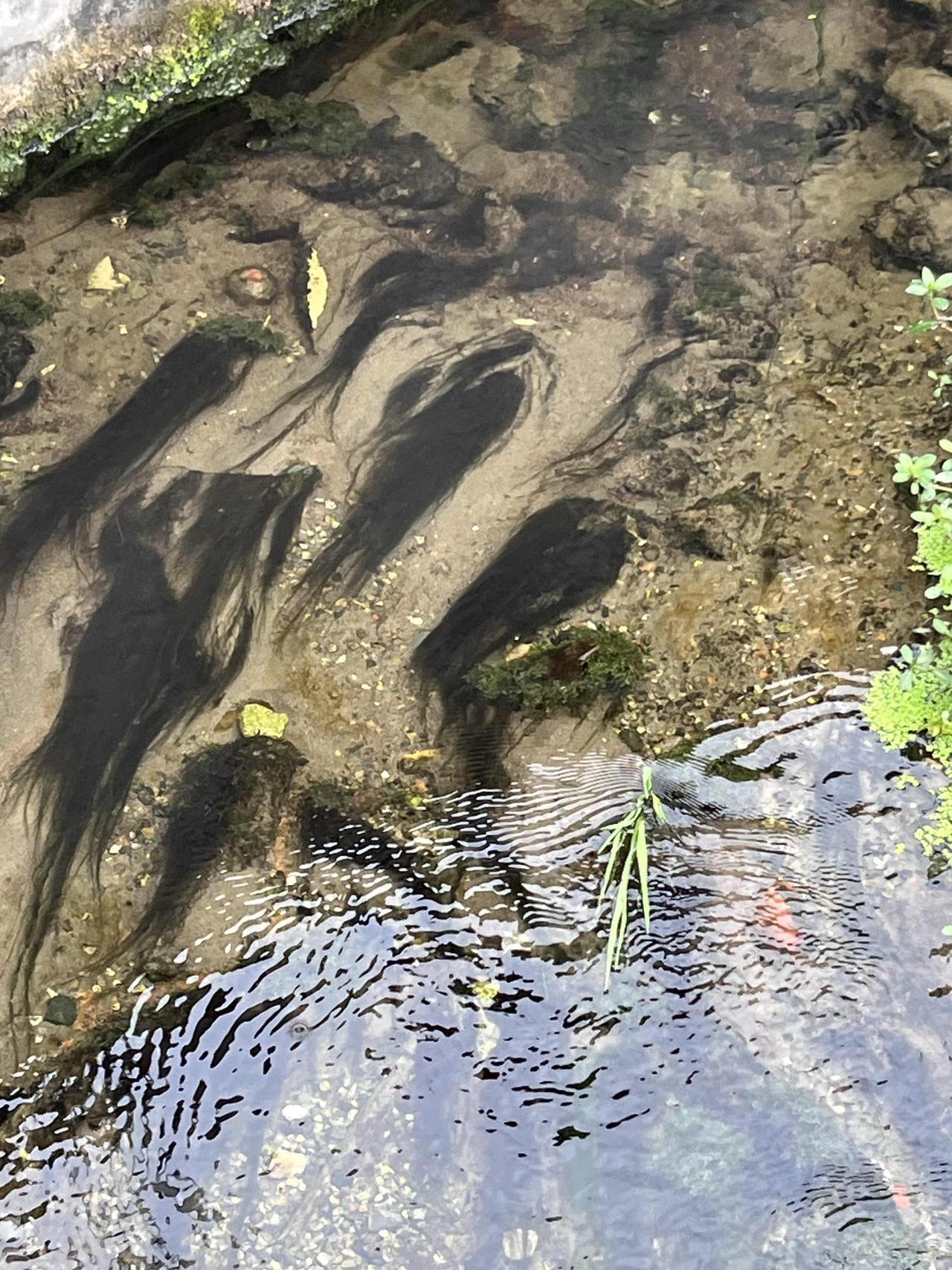 这是不是传说中的草鱼？如果是的话清蒸还是红烧比较好？感觉味道应该很清新