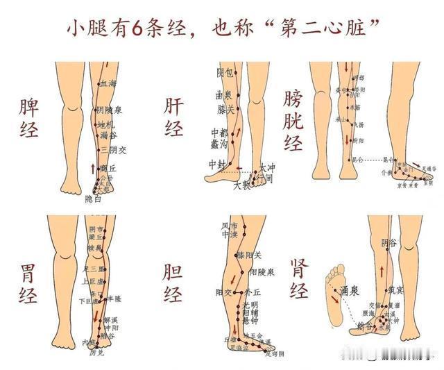 《小腿后侧肌肉：被忽视的“第二心脏”！多少人白白浪费了养生的黄金密码？》小腿