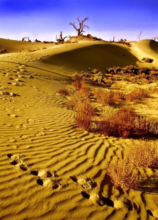 为什么现在要大规模的治理塔克拉玛干大沙漠，一个33万平方公里区域。因为以色列可以