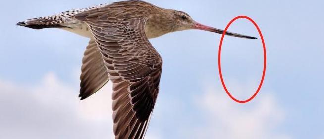 不吃不喝飞行11天，跨越13560公里，比轰炸机还能飞！这种鸟怎么做到的？原来，