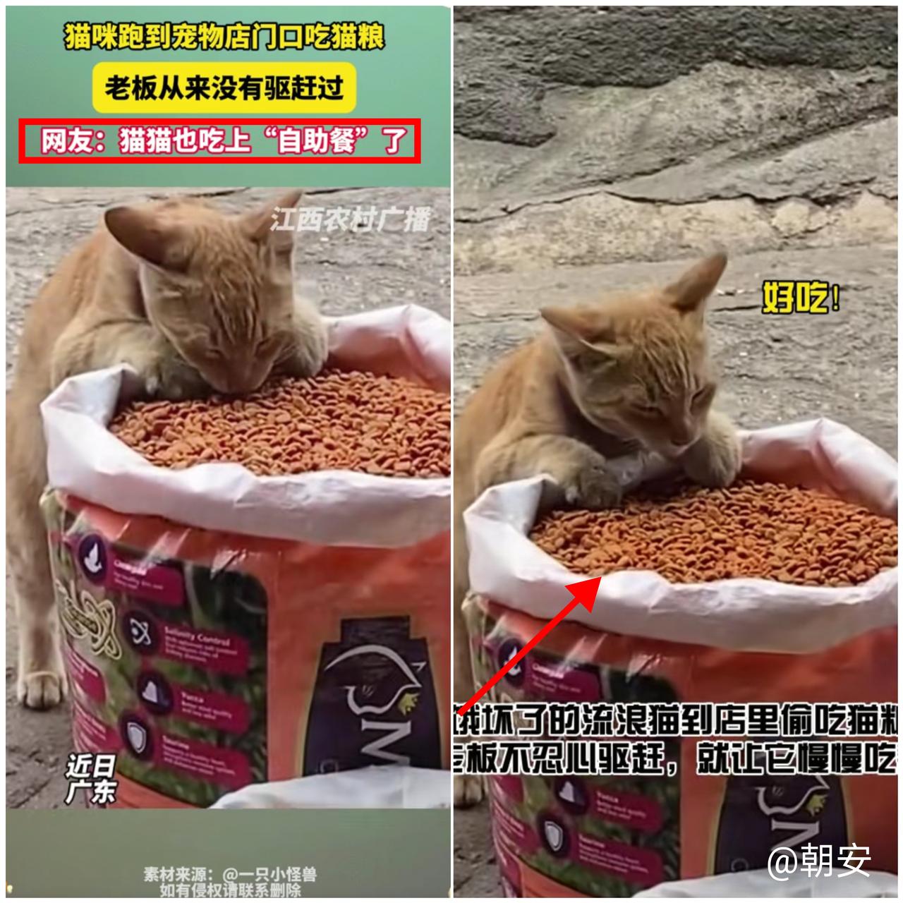 家人们谁懂啊！广东一家宠物店居然藏着只“成精”的流浪猫，这故事看完我直接被暖