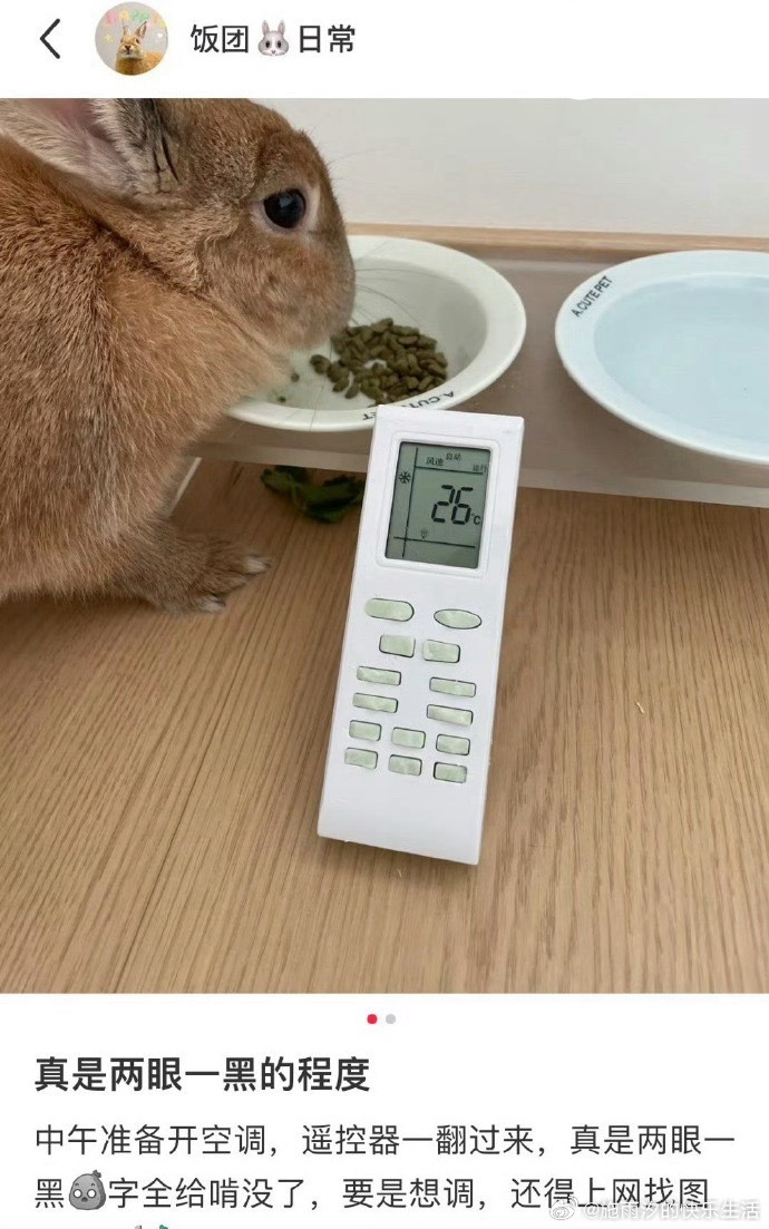 原来兔子也会拆家
