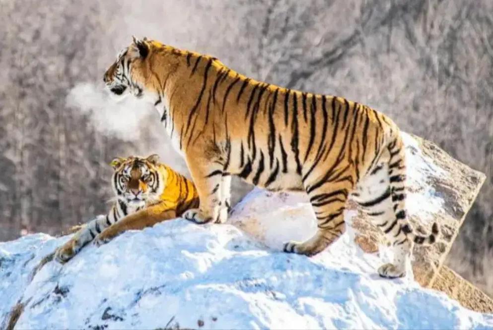 2021年，韩国引进了一头中国东北虎。结果刚到韩国动物园，就遭到了本土虎的联合攻