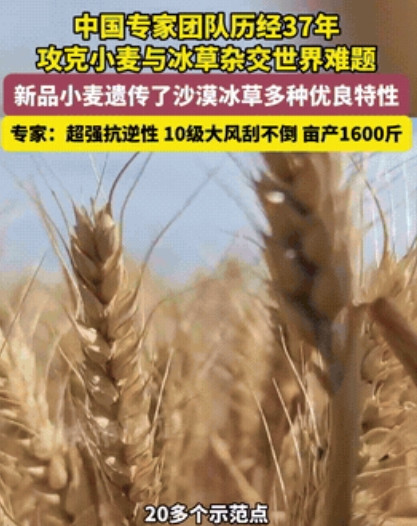 这才是中国力量！”中国科学家用37年的死磕和坚持，一种叫“普冰03”的新品种小麦