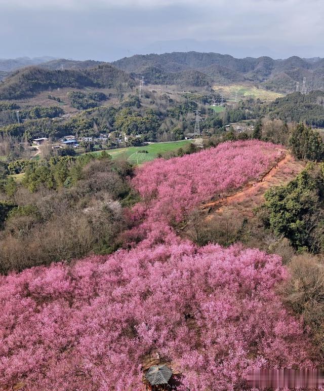 成都最美赏梅地, 面积200多亩, 漫山遍野, 适合一家人春日出游