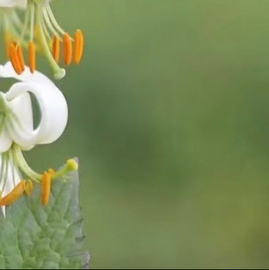0000林荫百合种植1.光照与温度喜半阴环境，忌强光直射。晨光或散射光最佳，每