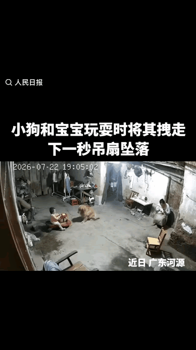 惊险瞬间！广东河源，宝宝坐在摇摇车上玩耍，突然，金毛咬住摇摇车迅速将其拽走，宝宝