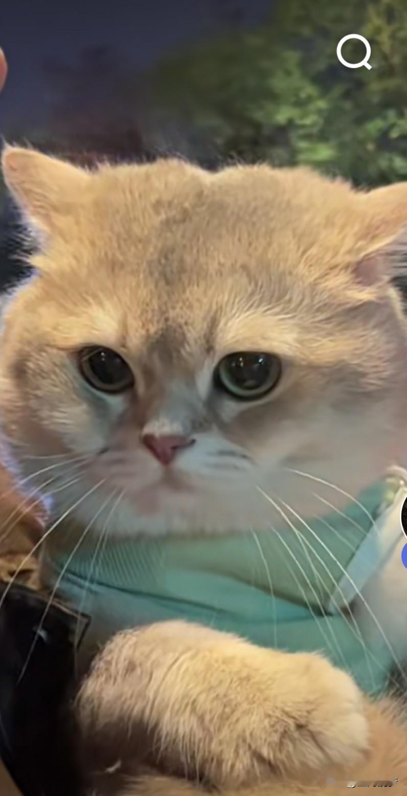 我家养的是布偶猫，它就像个毛茸茸的大团子。布偶猫在1960年代由加州老太太安·贝