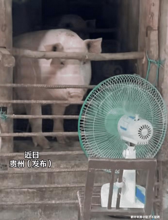 难怪外国人说，活的还不如中国的一头猪！贵州有个女的，家里养了一头猪。最近天气太热