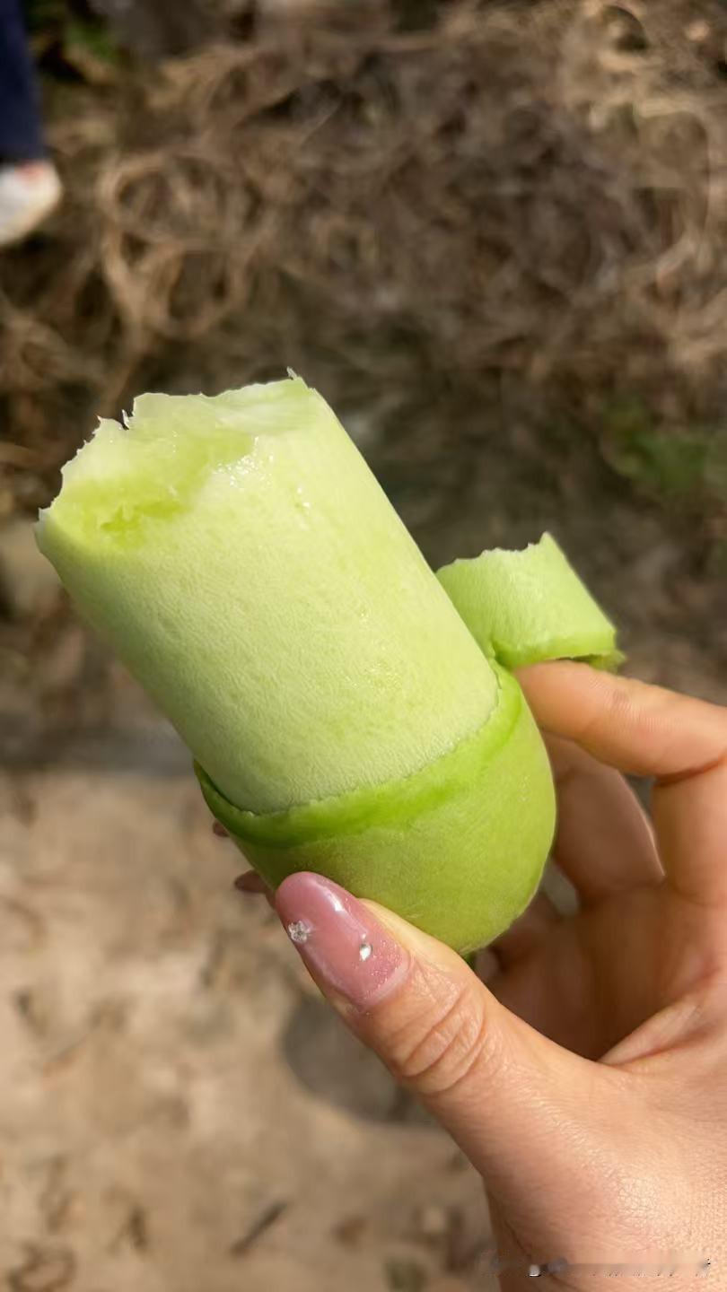 今天去亲戚家也太幸福了吧！一进门就被桌上的脆萝卜勾住魂，亲戚说这是能直接剥皮吃的