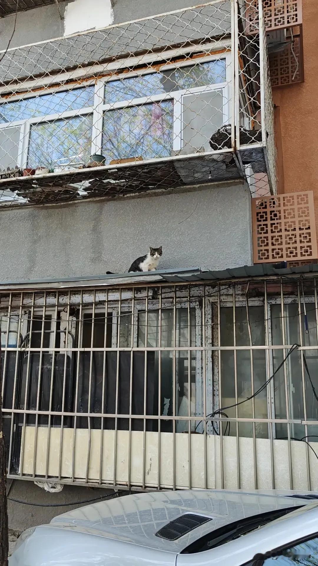 分享一只可爱的猫咪这是我随拍的一张流浪猫图片。在我家附近胡同边的老楼上，一只长得