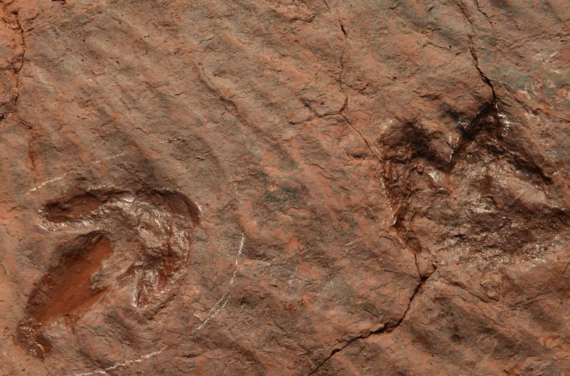 《村民垫脚18年的石头，竟是1.9亿年前恐龙足迹？这些“意外发现”太震撼》