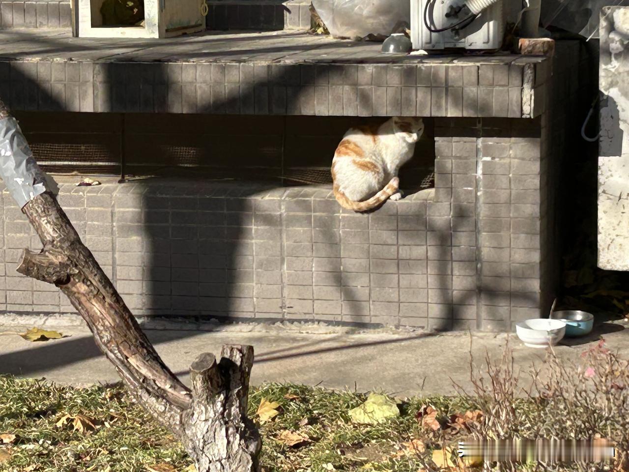 北京这两天真是冷。这还是中午，虽然阳光不错，但寒风瑟瑟，院子里的流浪猫怕冷，