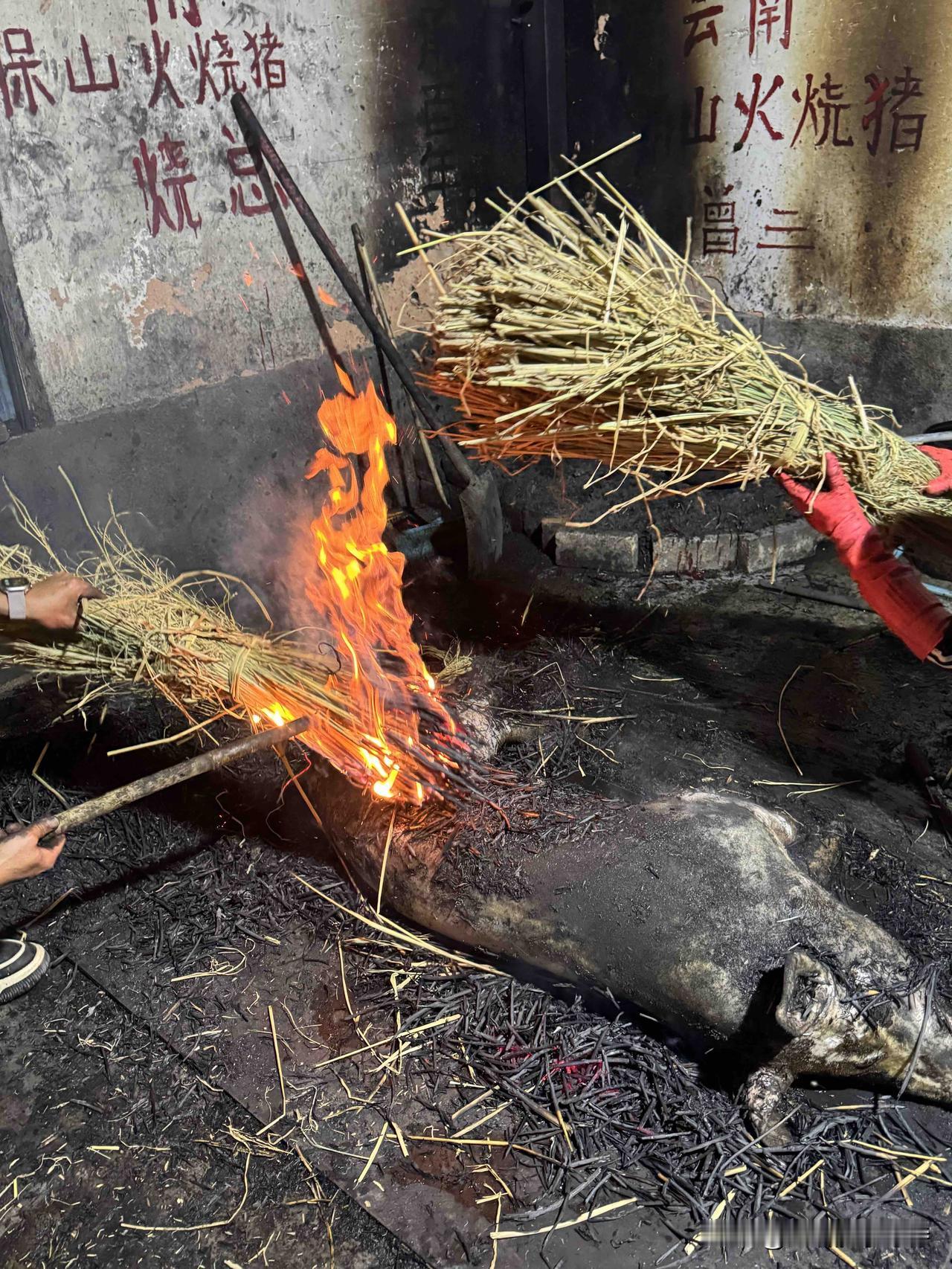 这是我见过最生猛的美食，云南保山火烧猪，本地老品种生猪，稻草烧到7成熟，要烧5个