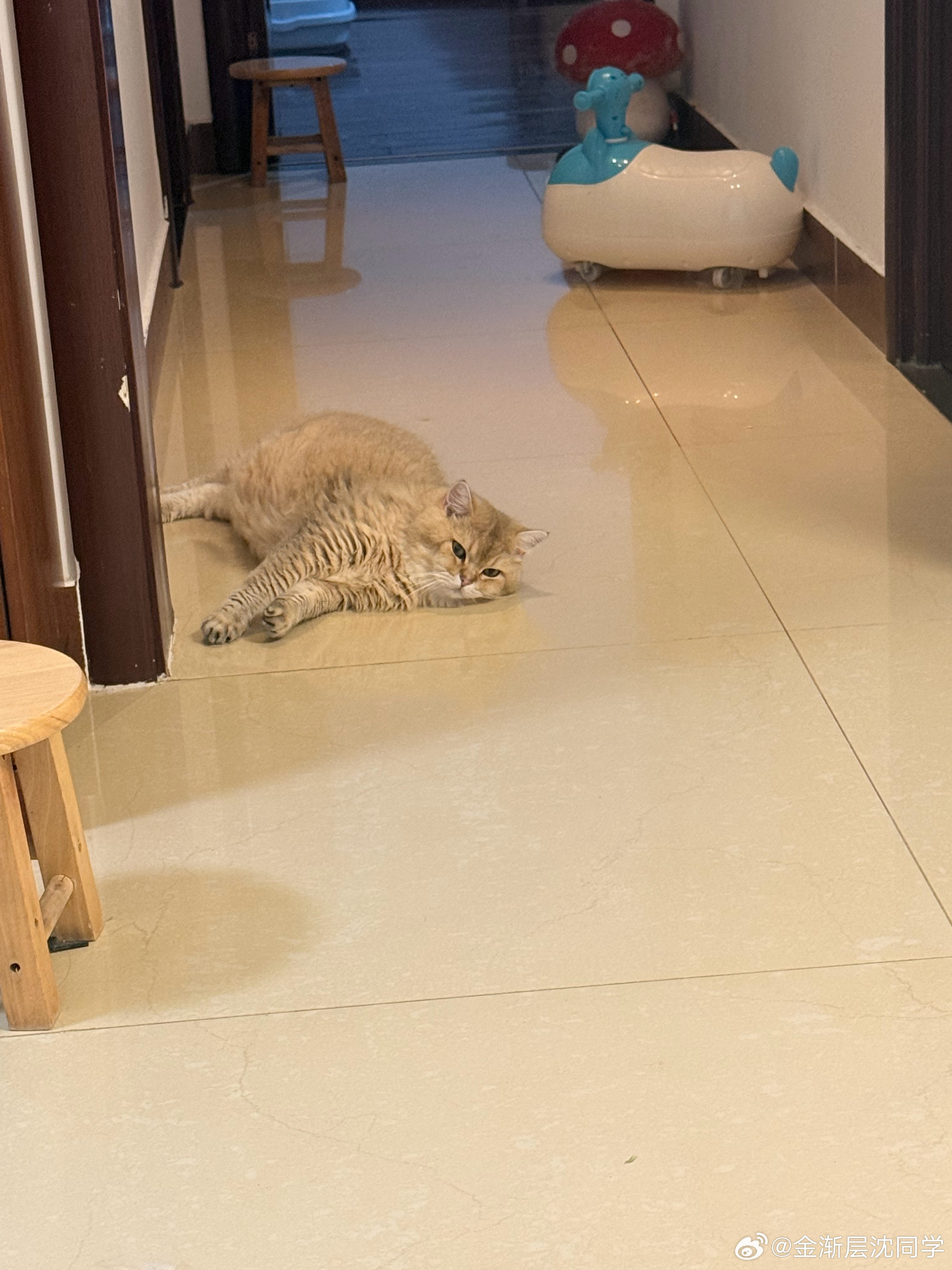 小黄桃真可爱萌宠猫咪