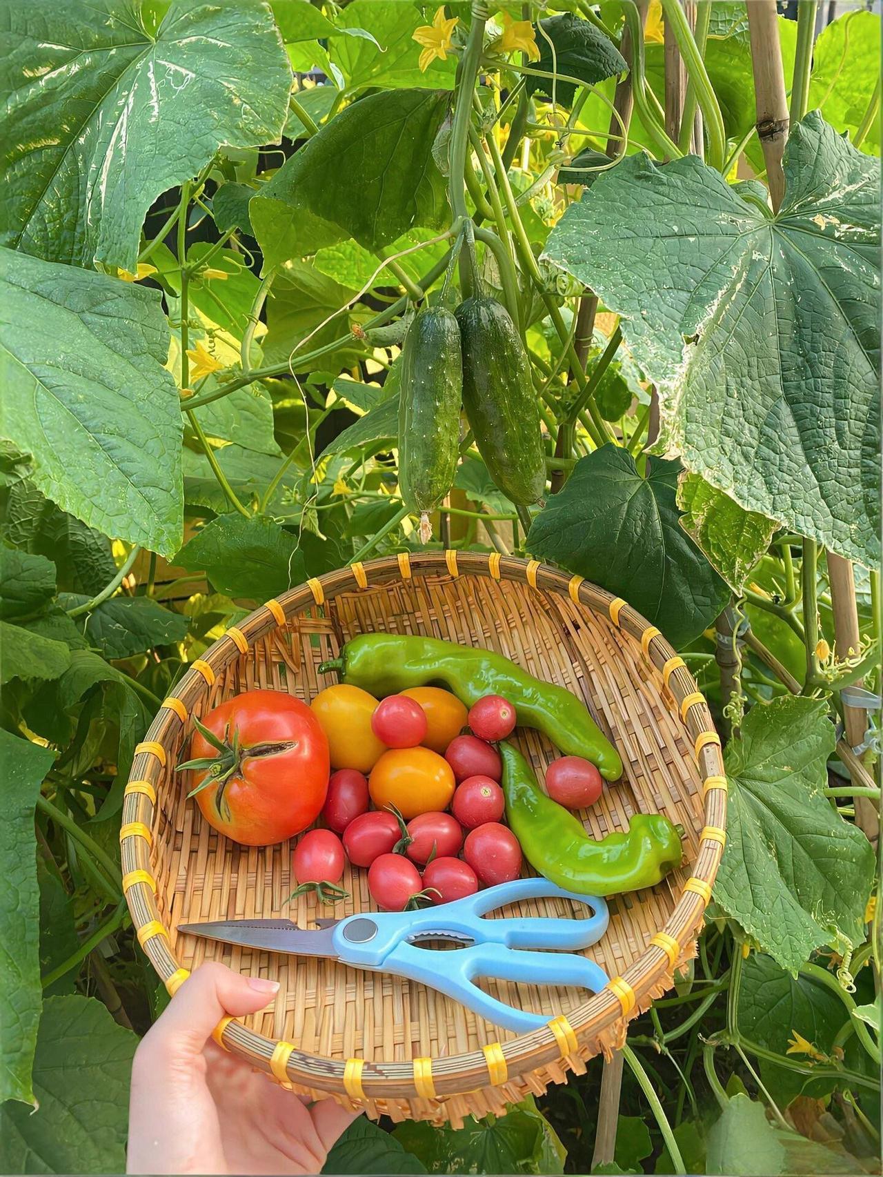 这个时候的大棚全是蔬菜水果