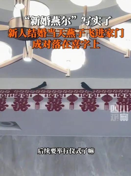 陕西西安一男子结婚，接新娘回家，刚进门就发生了意想不到的一幕，两只燕子扑棱着翅膀