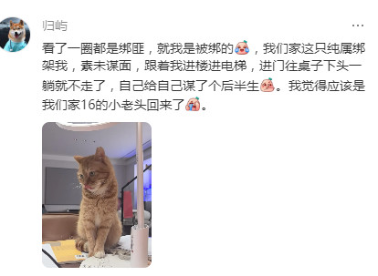 咪的通知！遇到了心软的神流浪猫遇到了心软的神