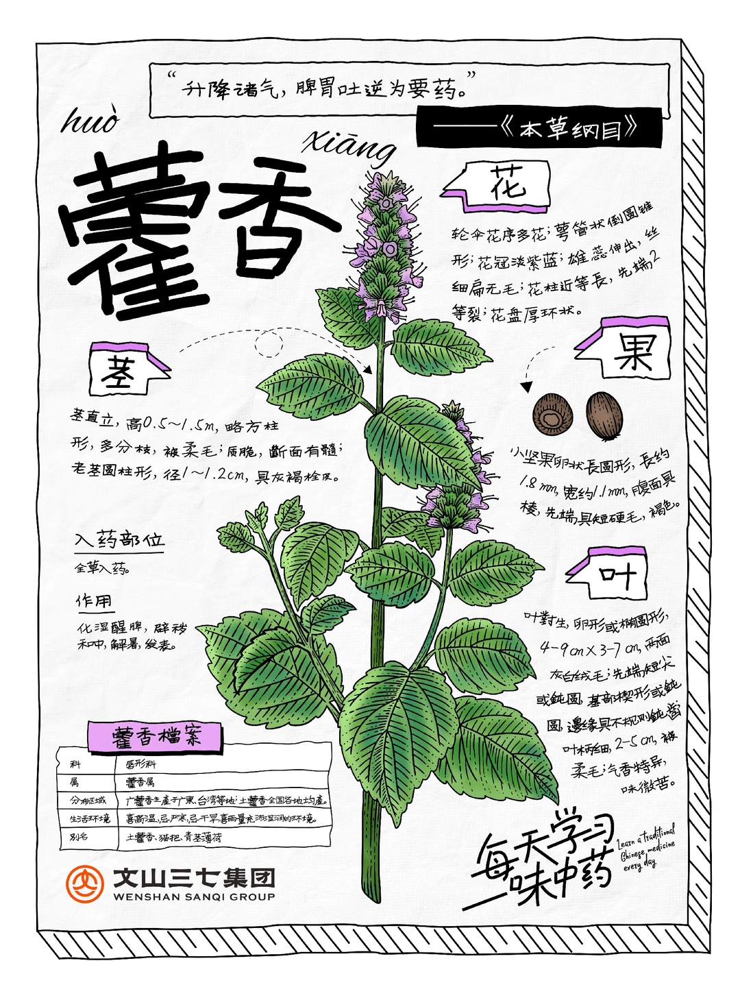 👉🏻每天学习一味中药｜藿香