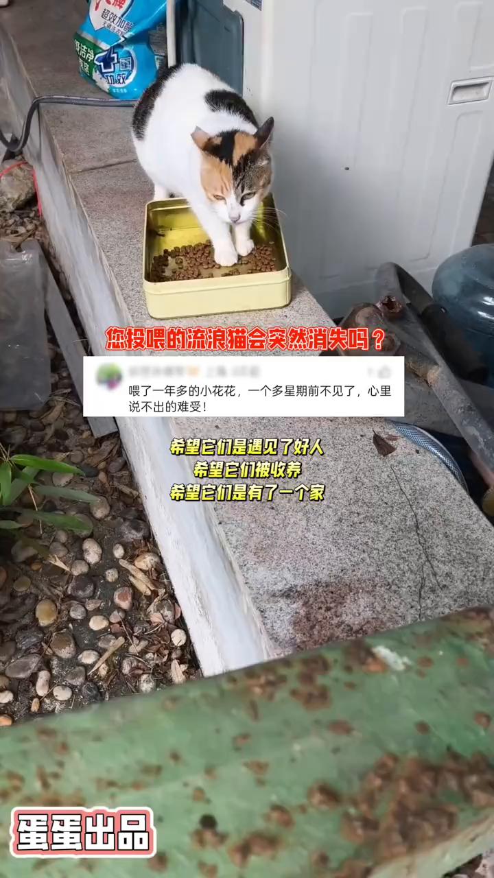您投喂的流浪猫会突然消失吗？喂了一年多的小花花，一个多星期前不见了，心里说不出
