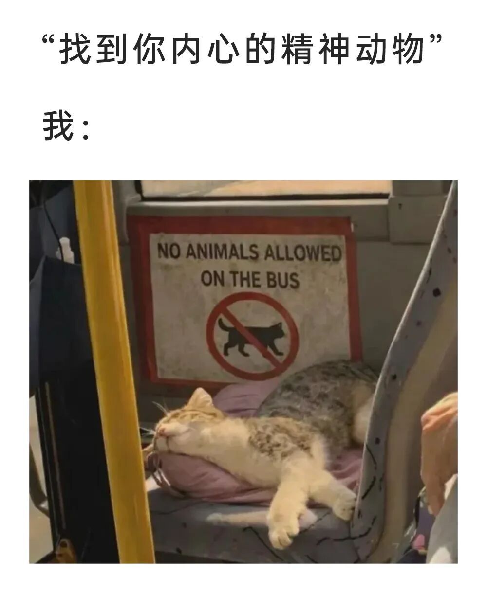 摆烂小猫