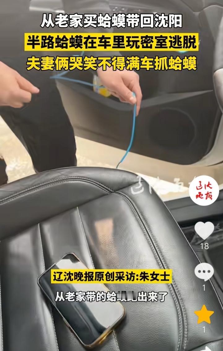 嘴馋惹的祸！辽宁沈阳，夫妻俩从老家买了蛤蟆放在车里带回沈阳，没想到蛤蟆在车上自己