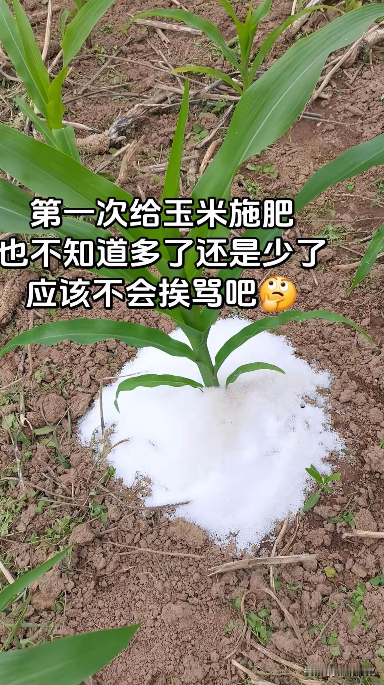 第一次给玉米施肥，也不知道多了还是少了，玉米施肥