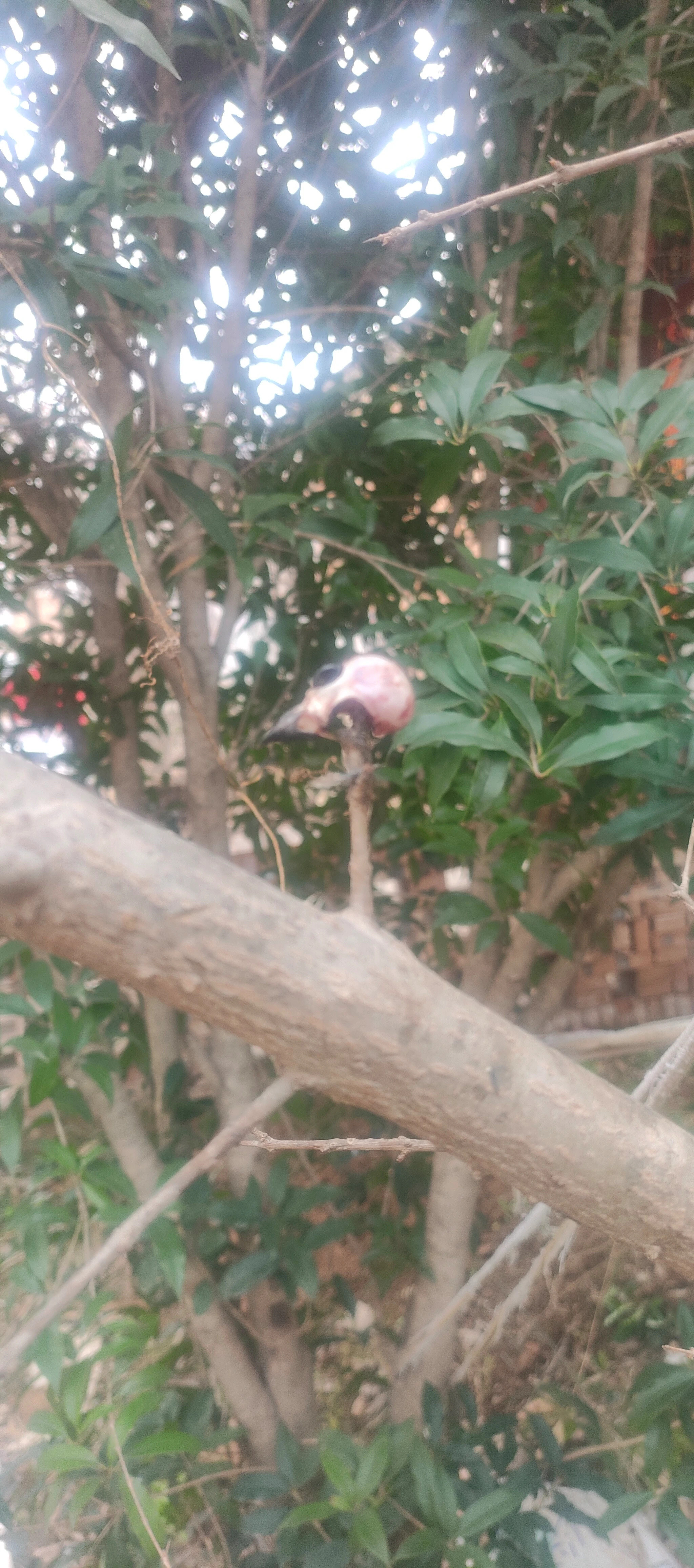 这是什么鸟干的吃完还把鸟头挂树上