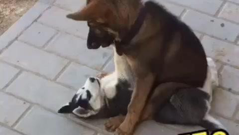 按在地上摩擦表情包