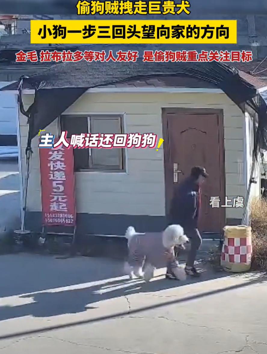 这胆子也太大了！近日，河北保定，一男子在家里养了条巨型贵宾犬，放在家门口院子里好