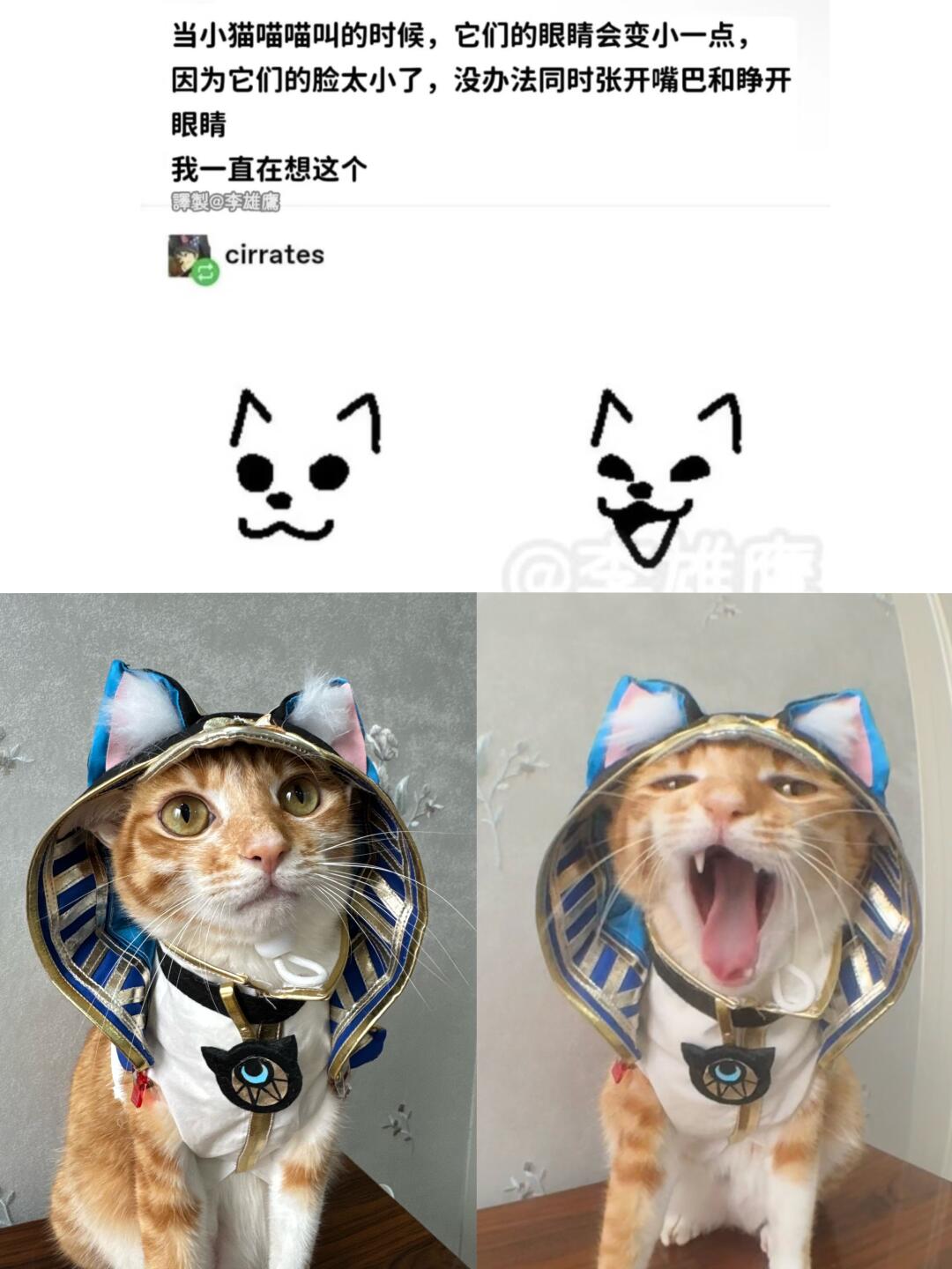 猫的脸太小，没办法同时张开眼睛和嘴巴