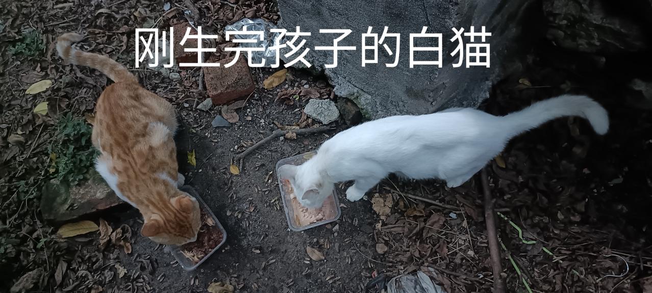 失踪了好几天的大肚子白猫出现了，肚子瘪了，孩子生出来了，我也就放心了。垃圾站