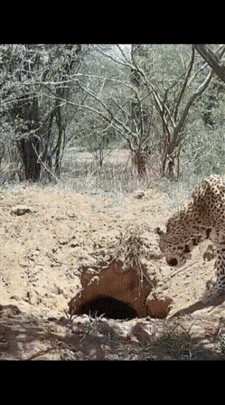 猎豹太饿了，歪段，为大家表演小李飞刀：