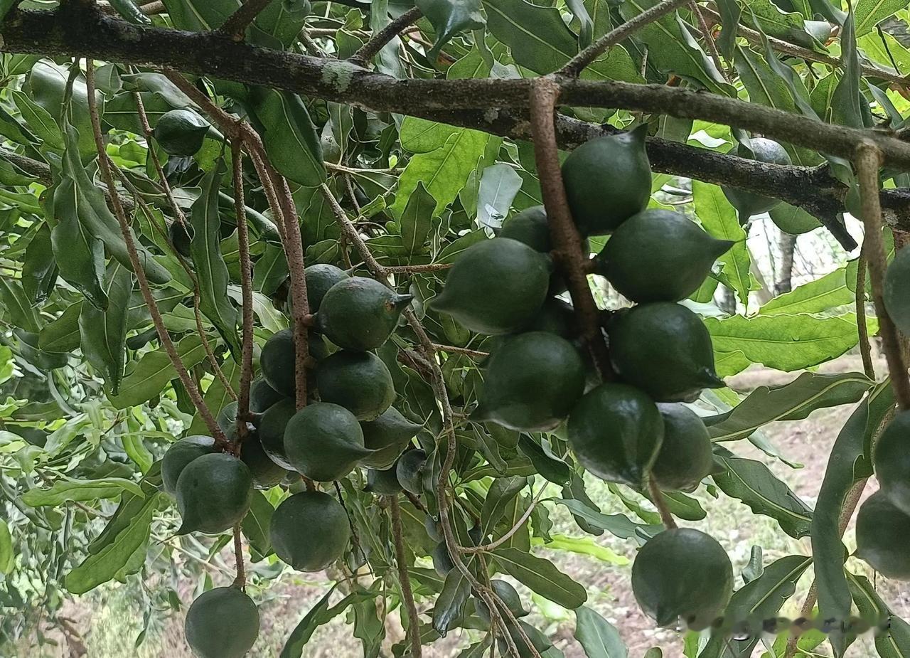 曾经六七十元一斤，如今16.9包邮，夏威夷果的价格，是怎么变得如此亲民的？答案其