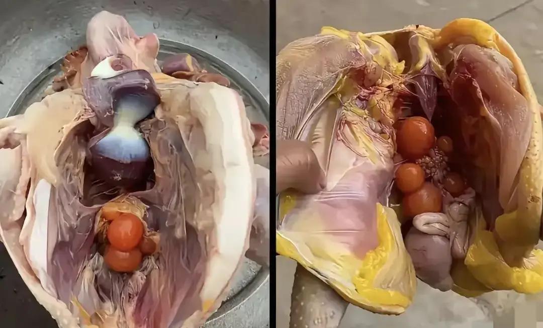 老婆坐月子，舅母和大姨子前后脚拎来两只“土鸡”剖开一看，舅母那只皮紧肉瘦，爪子磨