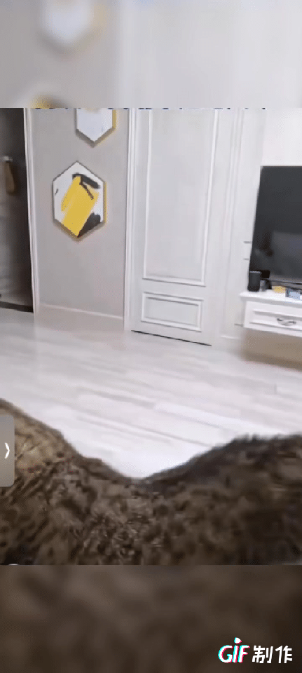 喵星人也有喵星人的苦恼不带这么玩的