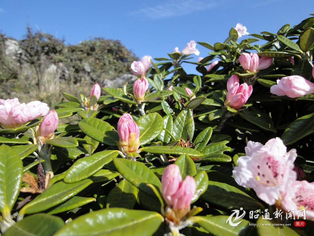 小龙洞宁边木耳花惹人醉
