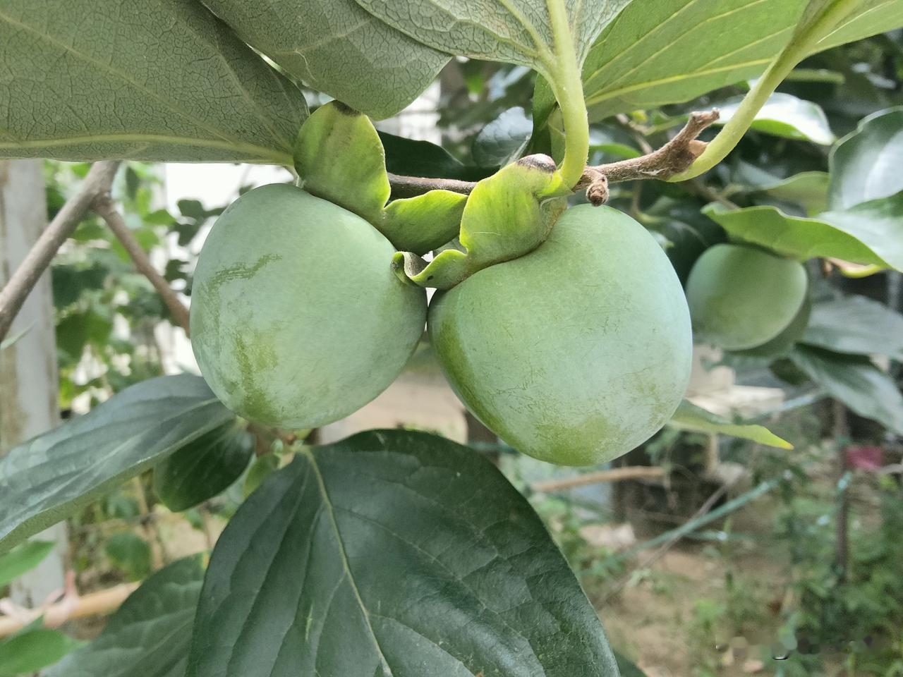 一要防治病虫害，此时要重点防治柿绵蚧，以免后期暴发，严重影响产量和品质。二要追