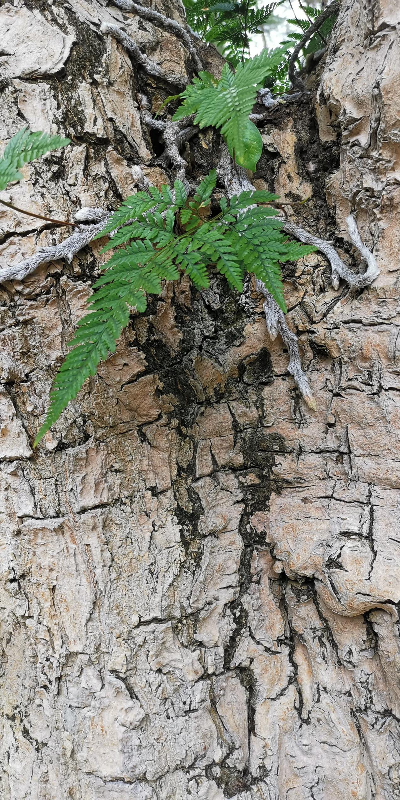 我要说这几株蕨类植物是长在岩石上，估计无人不信，但是，它们确是长在苏铁的树干上。