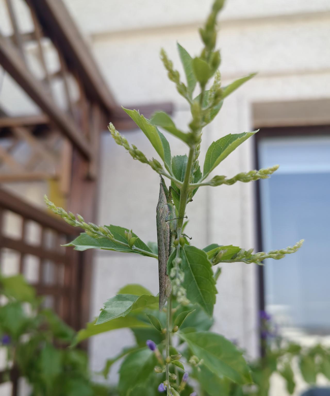一连好几天，我都没有听到楼下老太太吼叫和捶门，不禁有些好奇，刚才碰到对门儿邻居，