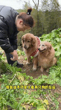 主人假装拔不动萝卜，试探家里两只金毛，结果这俩戏精瞬间入戏，急得原地转圈。右边