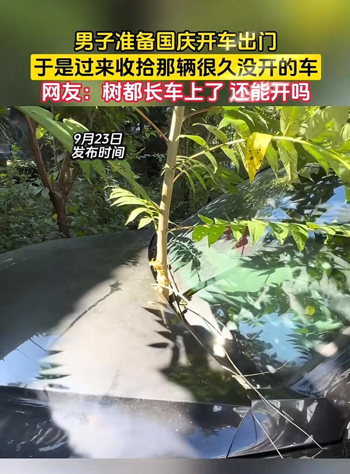 国庆前收拾完行李准备自驾去浙西大峡谷，下楼走到停车位直接傻了。停在老小区树荫下